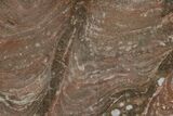Polished Stromatolite (Acaciella) From Australia - MYA #130619-1
